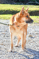 King_M_110#_German Shepherd_AKC-5935