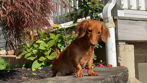 Debbie_F_Mini Dachshunds_1