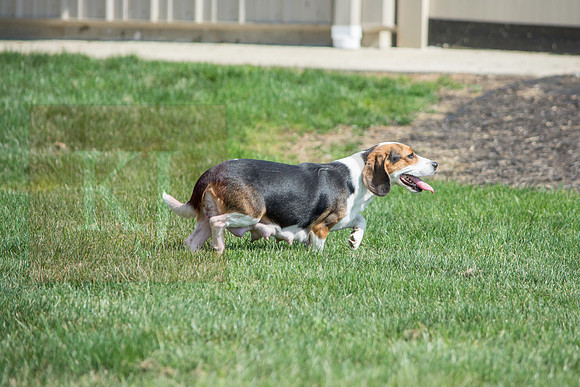 160916_QuailCreek Kennel_154