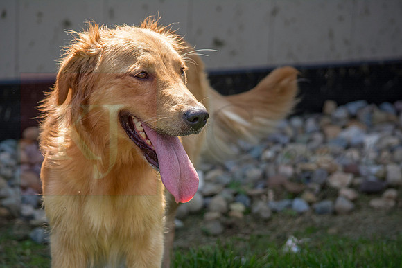 160916_QuailCreek Kennel_191