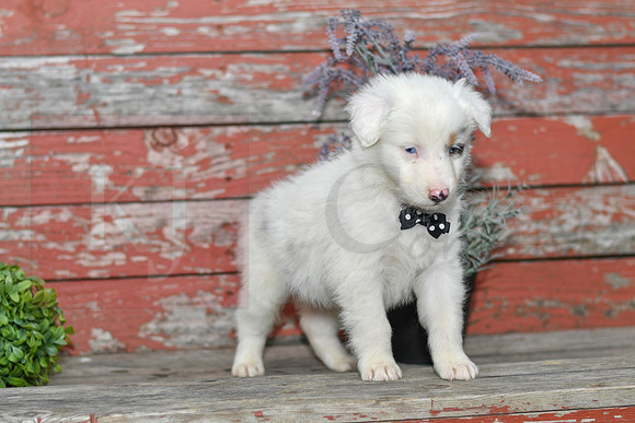 Ernie_M_Australian Shepherd-1