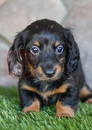 Shadow_F_0591_Mini Dachshund-2