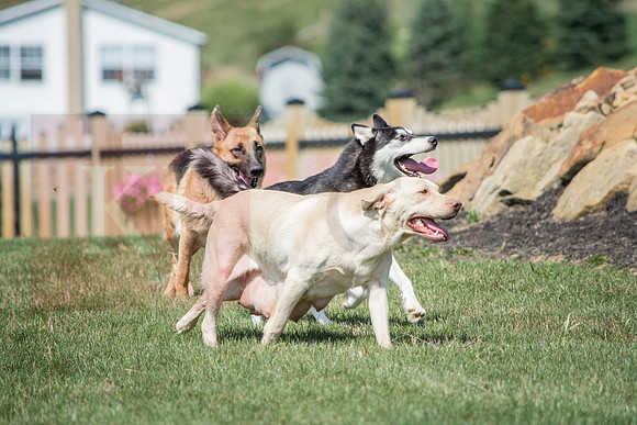 160916_QuailCreek Kennel_156
