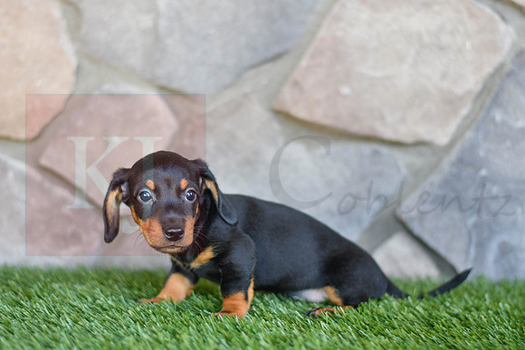 Sheffeild_M_0589_Mini Dachshund-2