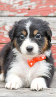 Edward_M_Australian Shepherd-4