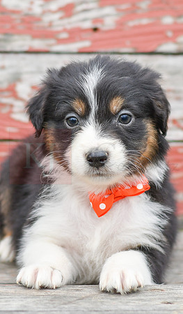 Edward_M_Australian Shepherd-4