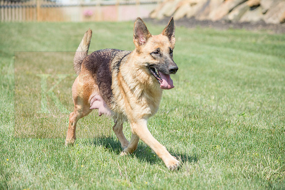 160916_QuailCreek Kennel_153