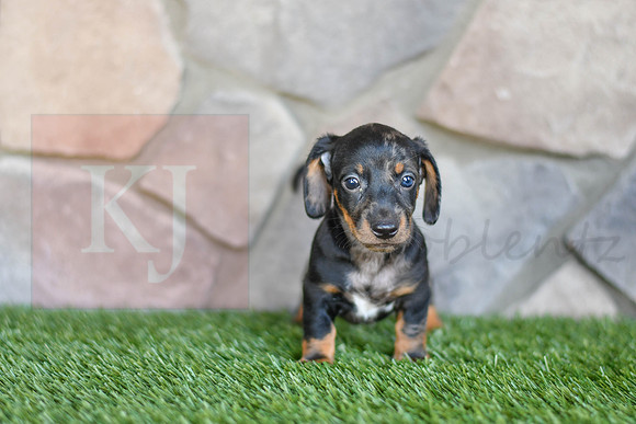 Shepherd_M_0588_Mini Dachshund-1