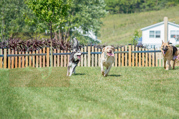 160916_QuailCreek Kennel_155