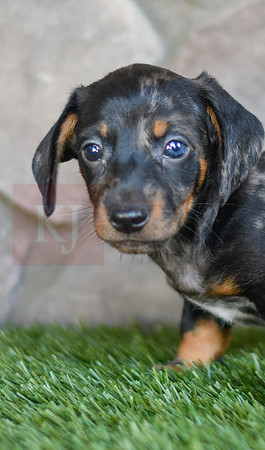 Shepherd_M_0588_Mini Dachshund-3