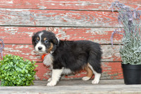 Edward_M_Australian Shepherd-1