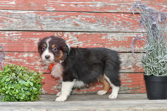 Edward_M_Australian Shepherd-1