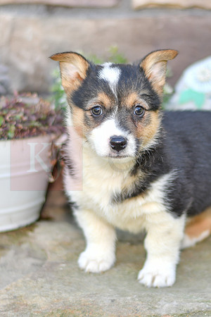Kenzie_F_6896_Welsh Corgi-0752-2