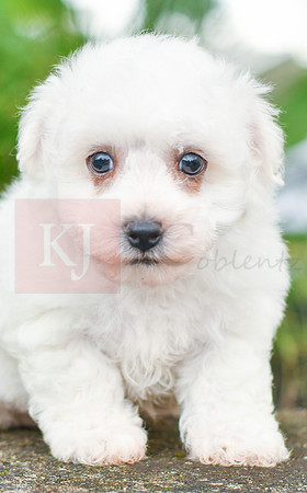 Ruger_M_0581_Bichon-2