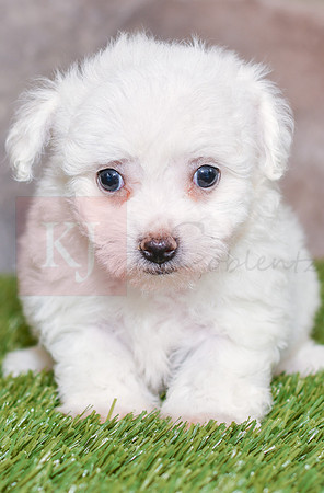Kenna_F_0582_Bichon-2