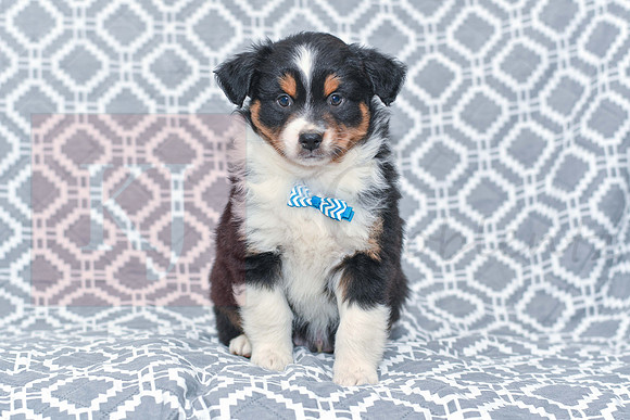 Greyson_M_5797_Australian Shepherd-1