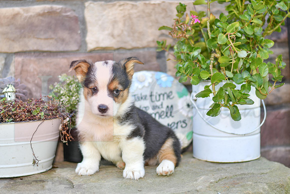 Kalvin_M_6891_Welsh Corgi-0784