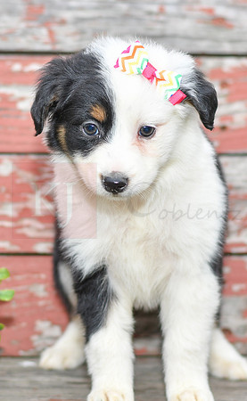 Emalynn_F_Australian Shepherd-4