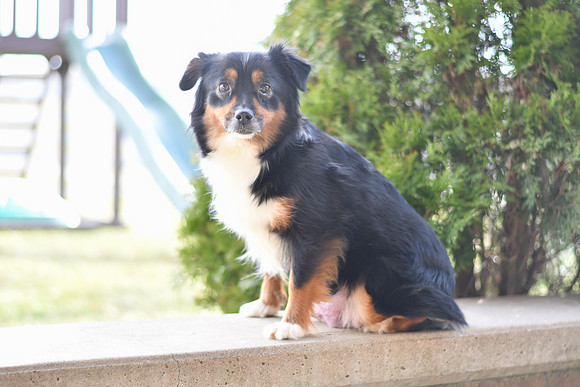 Peanut_F_Mini Aussie_AKC_20#-9375