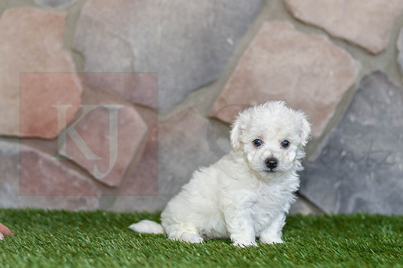 Jami_F_0585_Bichon-2