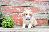 Eddie_M_Australian Shepherd-4