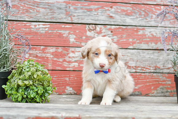 Eddie_M_Australian Shepherd-4