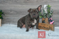 Candy_F_AKC_25#_Frenchie-6577