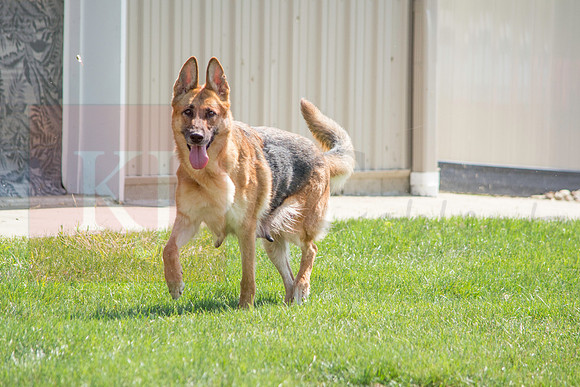 160916_QuailCreek Kennel_136
