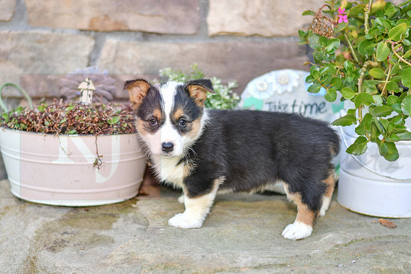 Kelzie_F_6878_Welsh Corgi-0742