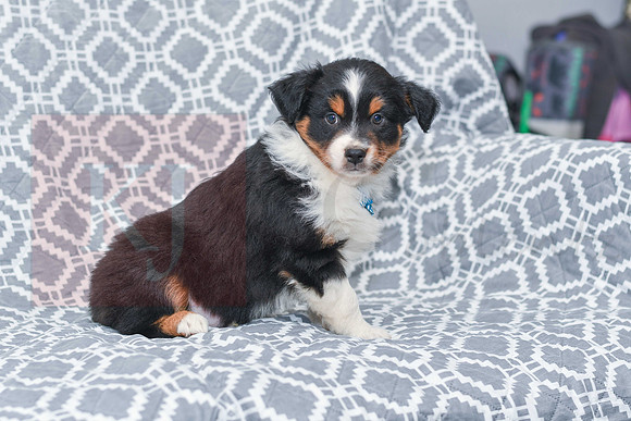 Greyson_M_5797_Australian Shepherd-3