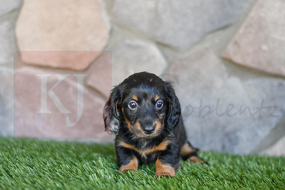 Shadow_F_0591_Mini Dachshund-1