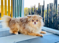 Diesel_M_Pom_10#