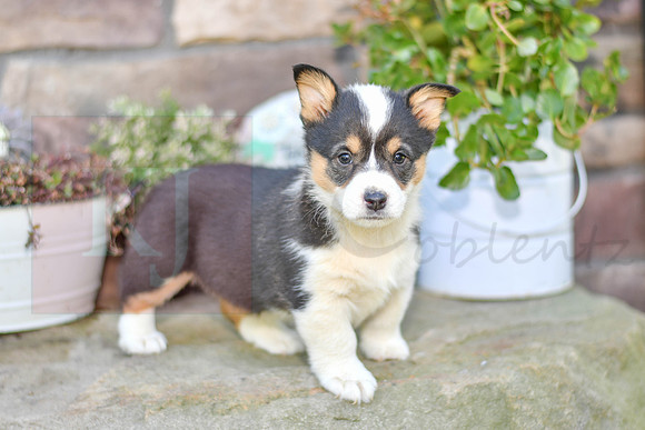 Kali_F_6890_Welsh Corgi-0763