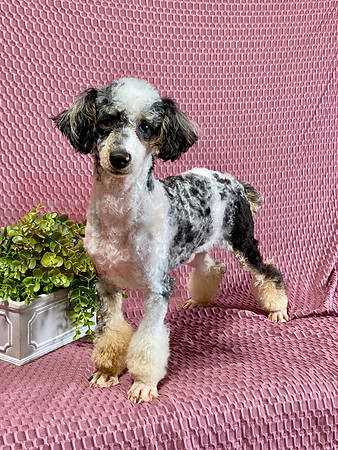 Royal_Mini Cavapoo_M_10#