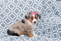 Gabriel_F_5780_Australian Shepherd-3