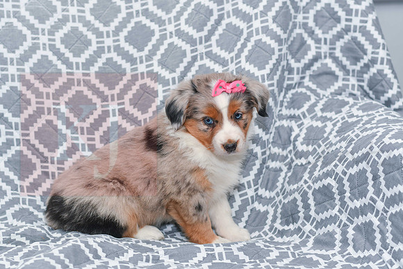 Gabriel_F_5780_Australian Shepherd-3