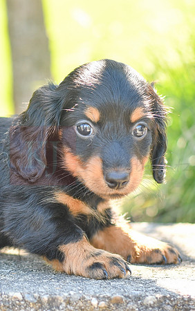 Zenia_F_0593_Mini Dachshund-3