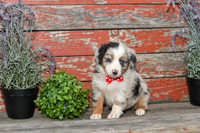Easton_M_Australian Shepherd-1
