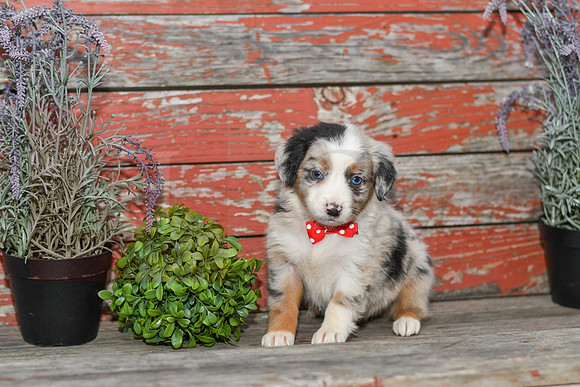 Easton_M_Australian Shepherd-1