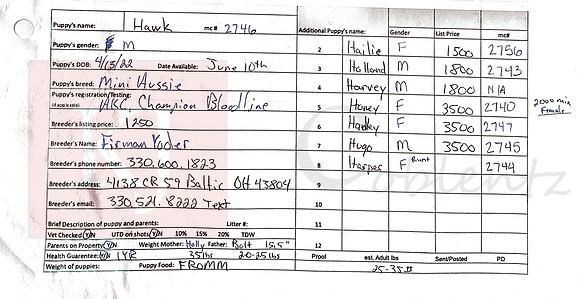 04.13.22 Mini Aussies AKC Sell Sheet