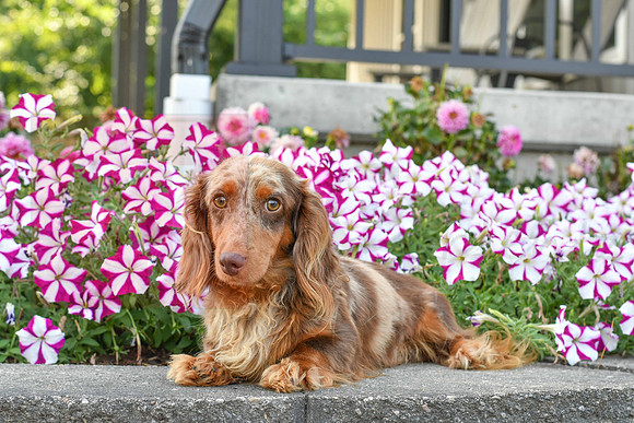 Lincoln_M_Mini Dachshund_AKC_12#