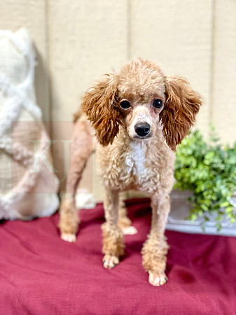 Mini Poodle_M_10