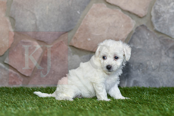 Jasmin_F_0584_Bichon-2
