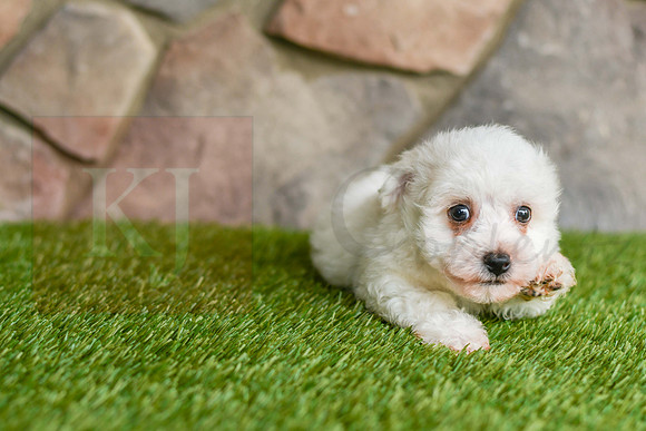 Koby_M_0581_Bichon-4