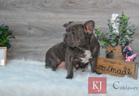 Candy_F_AKC_25#_Frenchie-6576