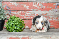 Easton_M_Australian Shepherd-4