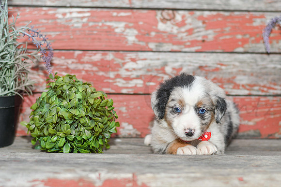 Easton_M_Australian Shepherd-4