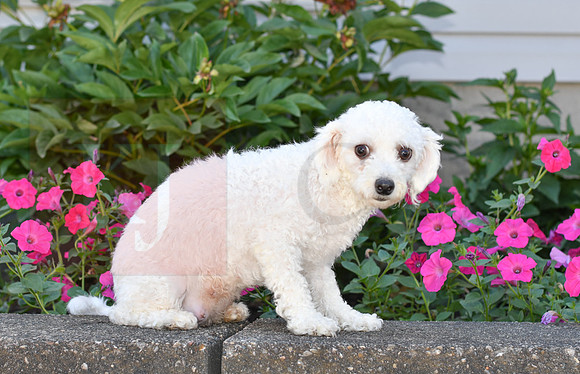 Cassie_F_04.30.21_9#_Bichon-2