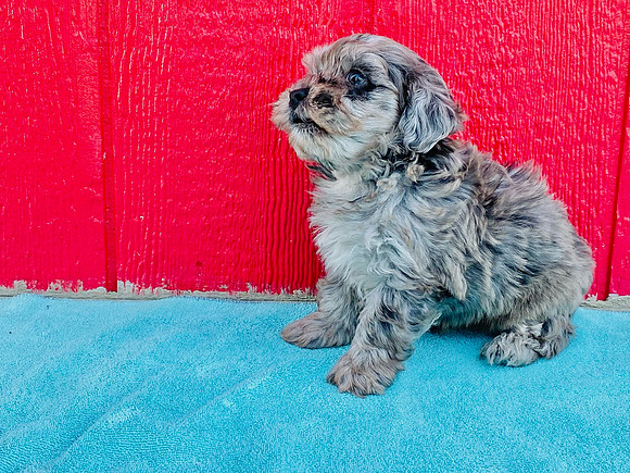 Quincy_2