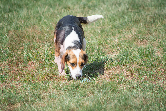 160916_QuailCreek Kennel_151